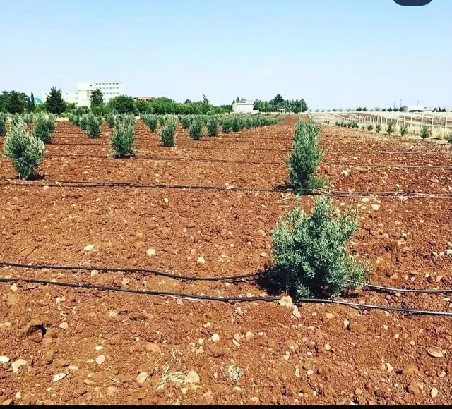 Damla sulama ile kurulan fidan bahçesi